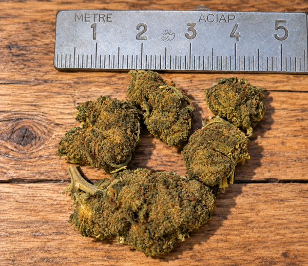 Fleurs CBD Outdoor Arizona Dream Petite Tête - La Ferme des Garrigues